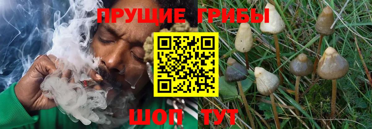 Псилоцибиновые грибы Psilocybine cubensis Гудермес
